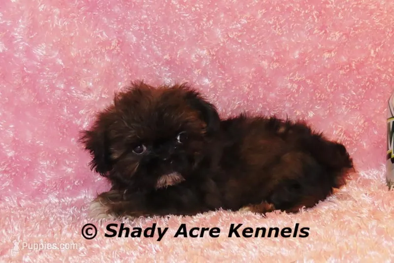 2 lbs. Imperial Quenda-AKC registration available