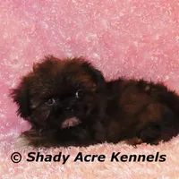 Quenda , a female Shih Tzu for sale in Macon, GA – Photo 2 of 10