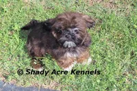 Quenda , a female Shih Tzu for sale in Macon, GA – Photo 3 of 10