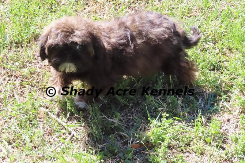 Quenda  – Shih Tzu puppy for sale in Macon, GA