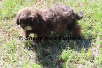 Quenda , a female Shih Tzu for sale in Macon, GA – Photo 1 of 10