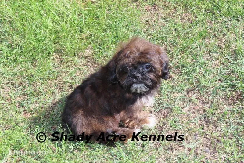 Quenda  – Shih Tzu puppy for sale in Macon, GA