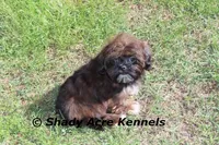 Quenda , a female Shih Tzu for sale in Macon, GA – Photo 2 of 10