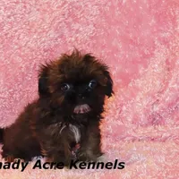 Quenda , a female Shih Tzu for sale in Macon, GA – Photo 1 of 10