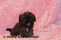 2 lbs. Imperial Quenda-AKC registration available, a female Shih Tzu for sale in Macon, GA – Photo 2 of 10