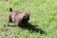 Quenda , a female Shih Tzu for sale in Macon, GA – Photo 8 of 10