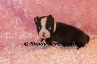 Mantana--ready to go 11-2, a female Boston Terrier for sale in Macon, GA – 7 of 10