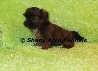 Kin, a male Shih Tzu for sale in Macon, GA – 2 of 9
