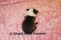 Duchess with Haggerty Spot, a female Boston Terrier for sale in Macon, GA – 4 of 6
