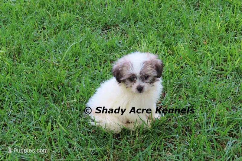McCavity – Shichon puppy for sale in Macon, GA