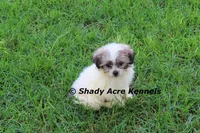 McCavity, a male Shichon for sale in Macon, GA – 2 of 9