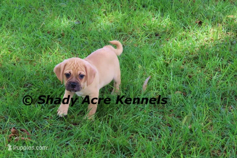 Bear – Puggle puppy for sale in Macon, GA