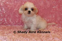 Dianna-mature weight 5-7 lb, a female Mal Shi for sale in Macon, GA – 2 of 7