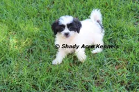 Madam, a female Shichon for sale in Macon, GA – 4 of 8