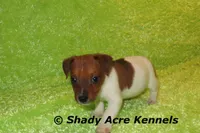 Smooth Shorty Chetan, a male Jack Russell Terrier for sale in Macon, GA – 2 of 10