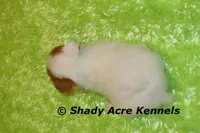 Shorty Android, a male Jack Russell Terrier for sale in Macon, GA – 7 of 8