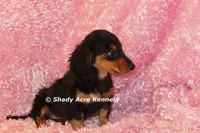 Long coat Lola--AKC registerable, a female Miniature Dachshund for sale in Macon, GA – 8 of 10
