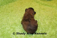 Gindhi, a male Mal Shi for sale in Macon, GA – 5 of 7