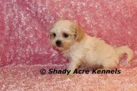 Diamond, a female Mal Shi for sale in Macon, GA – 5 of 10