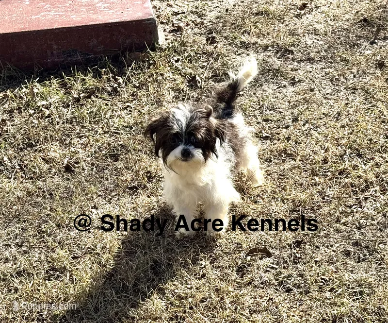 Maverick--all vaccines