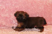 Kinsley, a female Shih Tzu for sale in Macon, GA – 7 of 8