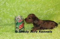 Long Coat Dapple Yamaha, a male Miniature Dachshund for sale in Macon, GA – 3 of 8