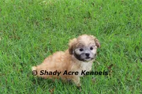 Gibson, a male Mal Shi for sale in Macon, GA – 4 of 10