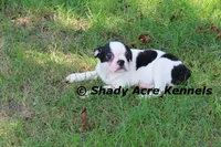 Indy--well behaved, happy, a male Boston Terrier for sale in Macon, GA – 9 of 10