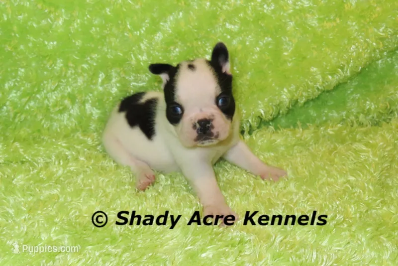 Indago--Splash with a Haggerty Spot, a male Boston Terrier for sale in Macon, GA – 1 of 5