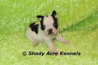 Indago--Splash with a Haggerty Spot, a male Boston Terrier for sale in Macon, GA – 1 of 5