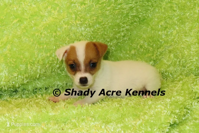 Shorty Android – Jack Russell Terrier puppy for sale in Macon, GA