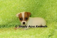 Shorty Android, a male Jack Russell Terrier for sale in Macon, GA – 1 of 10