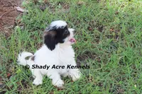 Madam, a female Shichon for sale in Macon, GA – 3 of 8