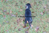 Dapple Yates-Parent pics too, a male Miniature Dachshund for sale in Macon, GA – 6 of 10