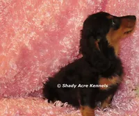 Long coat Lola--AKC registerable, a female Miniature Dachshund for sale in Macon, GA – 4 of 10