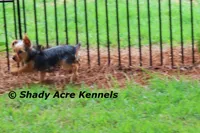 Odie 5.5lb., a male Yorkshire Terrier for sale in Macon, GA – 10 of 10