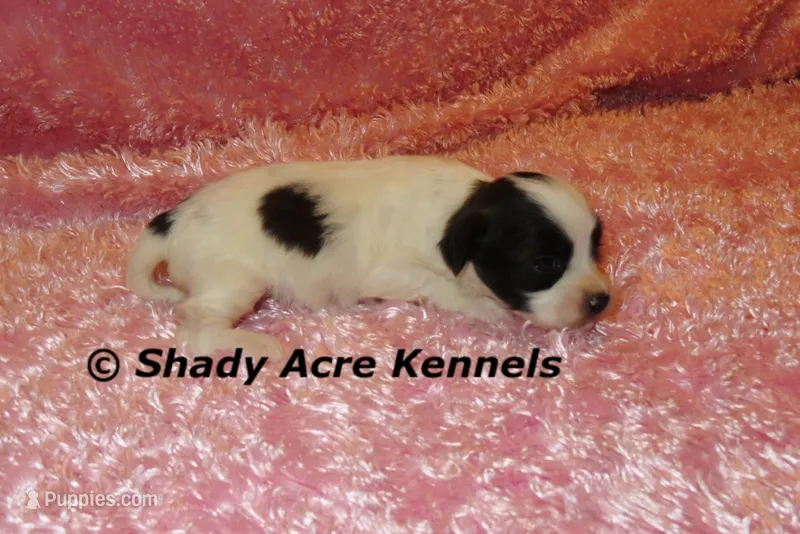 Madam – Shichon puppy for sale in Macon, GA