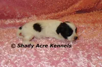 Madam, a female Shichon for sale in Macon, GA – 1 of 7