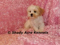Diamond-mature weight 8-10 lb, a female Mal Shi for sale in Macon, GA – 5 of 10