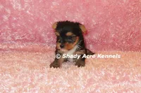 Buffi---AKC registerable, a female Yorkshire Terrier for sale in Macon, GA – 2 of 10