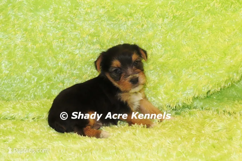 Buick----AKC registerable – Yorkshire Terrier puppy for sale in Macon, GA