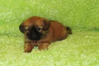 Firston, a male Shih Tzu for sale in Macon, GA – 5 of 8