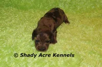 Yamaha, a male Miniature Dachshund for sale in Macon, GA – 3 of 4