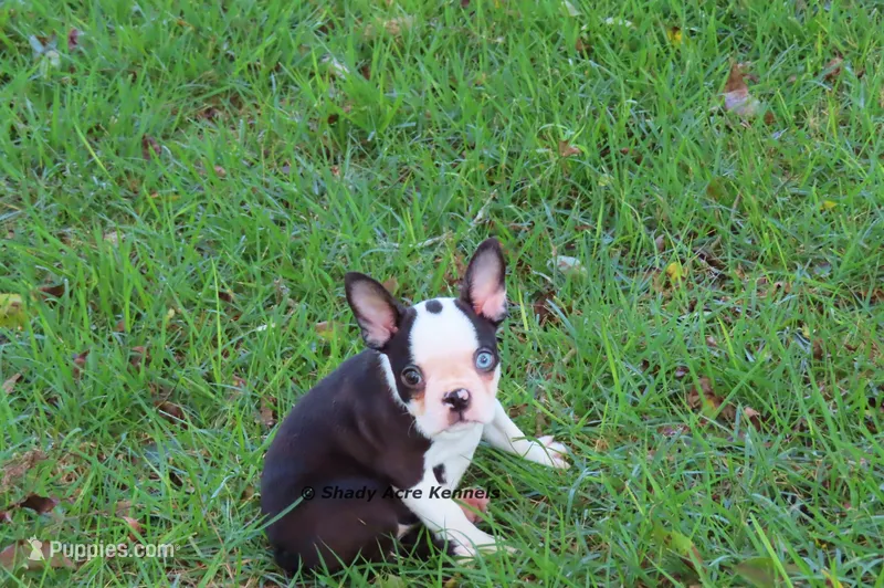 Duchess with Haggerty Spot – Boston Terrier puppy for sale in Macon, GA
