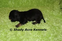 Lochlan, a male Miniature Dachshund for sale in Macon, GA – 2 of 4