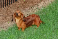 Yang-Parent pics too, a male Miniature Dachshund for sale in Macon, GA – 9 of 10