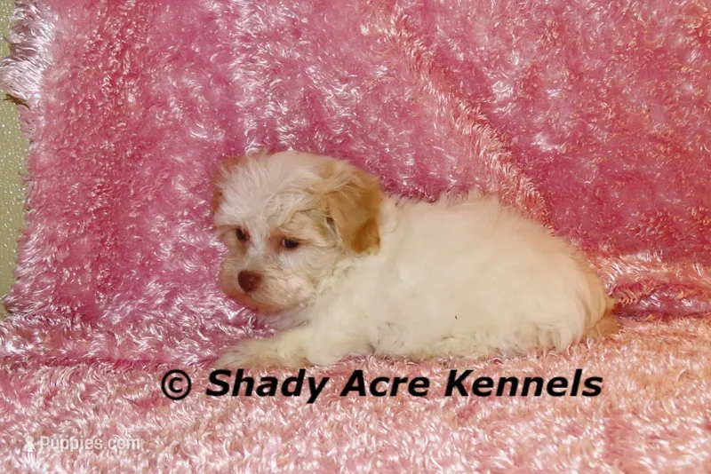 Rolanda – Havamalt puppy for sale in Macon, GA