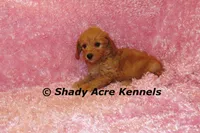 F1b MINI Lathy--average weight 30lbs, a female Miniature Goldendoodle for sale in Macon, GA – 4 of 10