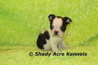 Indy--Splash with a Haggerty Spot, a male Boston Terrier for sale in Macon, GA – 1 of 10