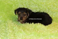 AKC Budges, a male Yorkshire Terrier for sale in Macon, GA – 8 of 8